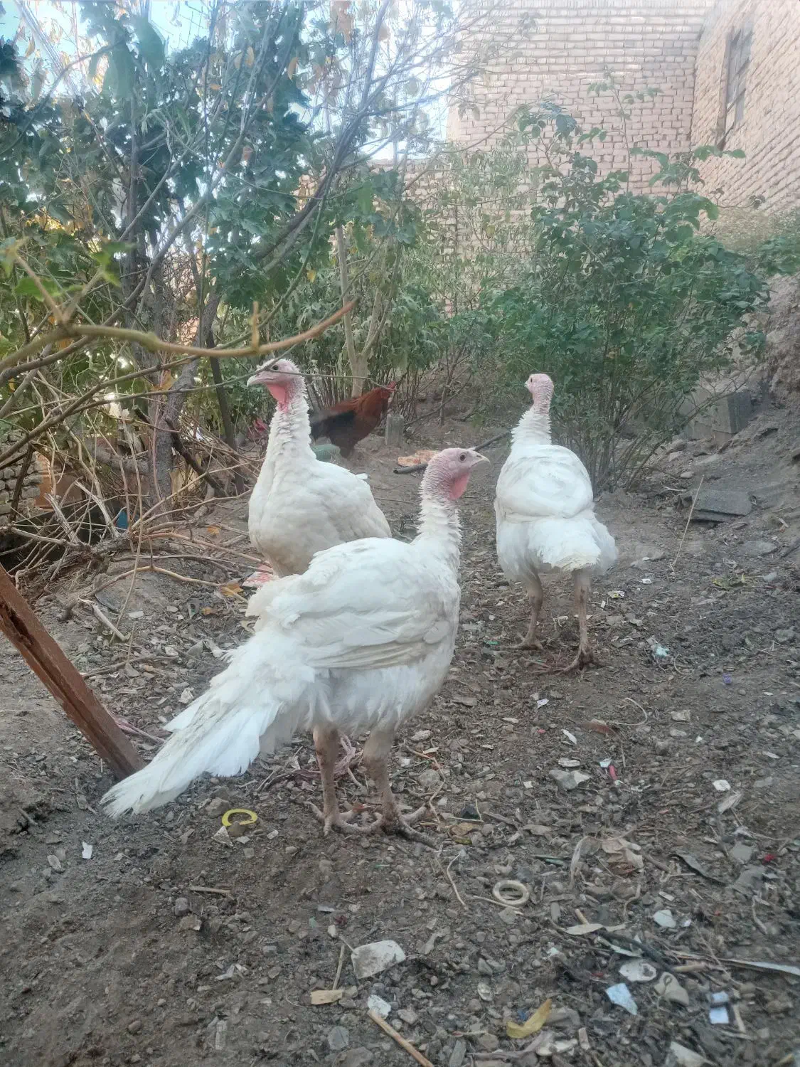 بوقلمون گوشتی|حیوانات مزرعه|تربتحیدریه, پایانه مسافربری تربت حیدریه|دیوار