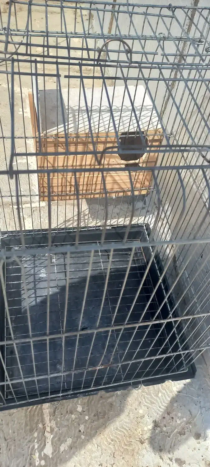 قفس پرنده بزرگ|لوازم جانبی حیوانات|مشکیندشت, |دیوار