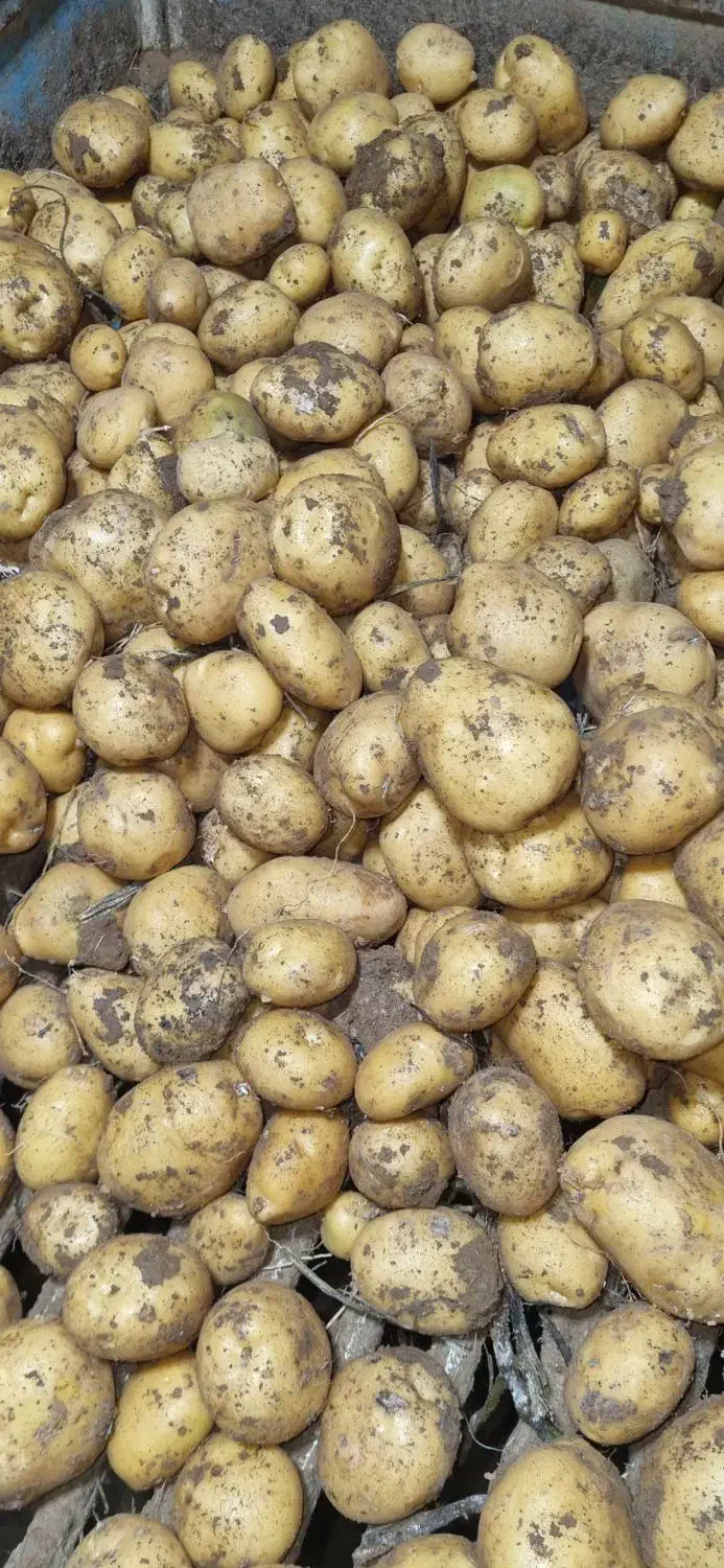 سیب زمینی بذری لیبل دار و خوراکی لوکس|خدمات باغبانی و درختکاری|بهار, |دیوار