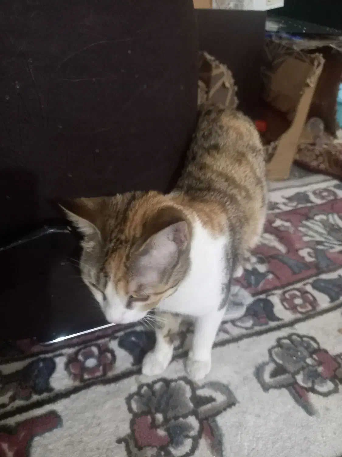 واگذاری گربه|گربه|صائین قلعه, |دیوار