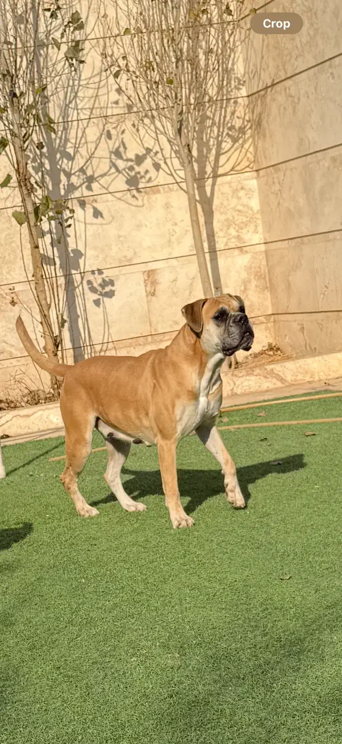 فروش سگ اصیرباکسر|سگ|پاکدشت, پاکدشت (مامازند)|دیوار