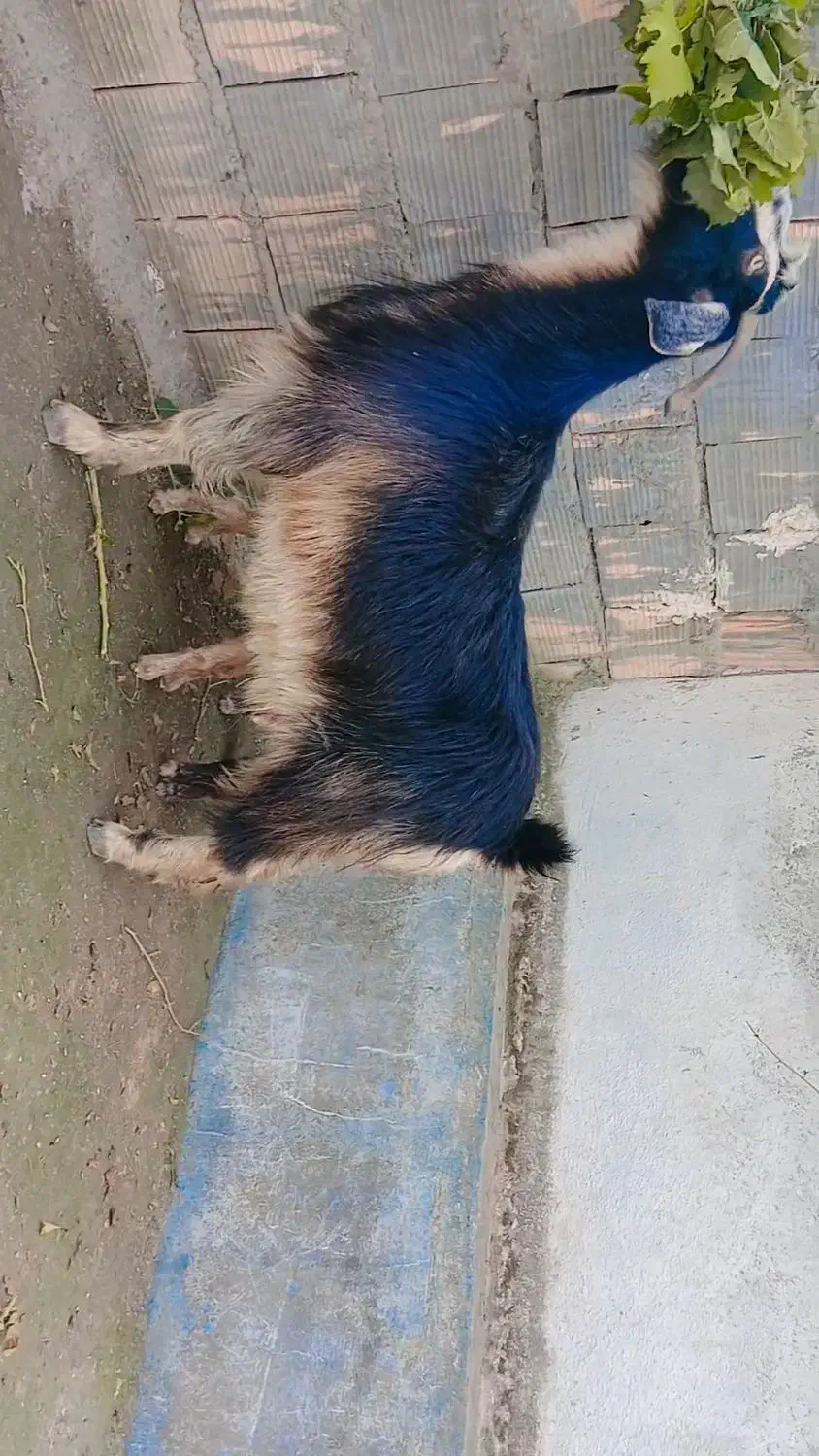 بز جوان همراه دو بزغاله دوقلو نر|حیوانات مزرعه|فاضل آباد, |دیوار