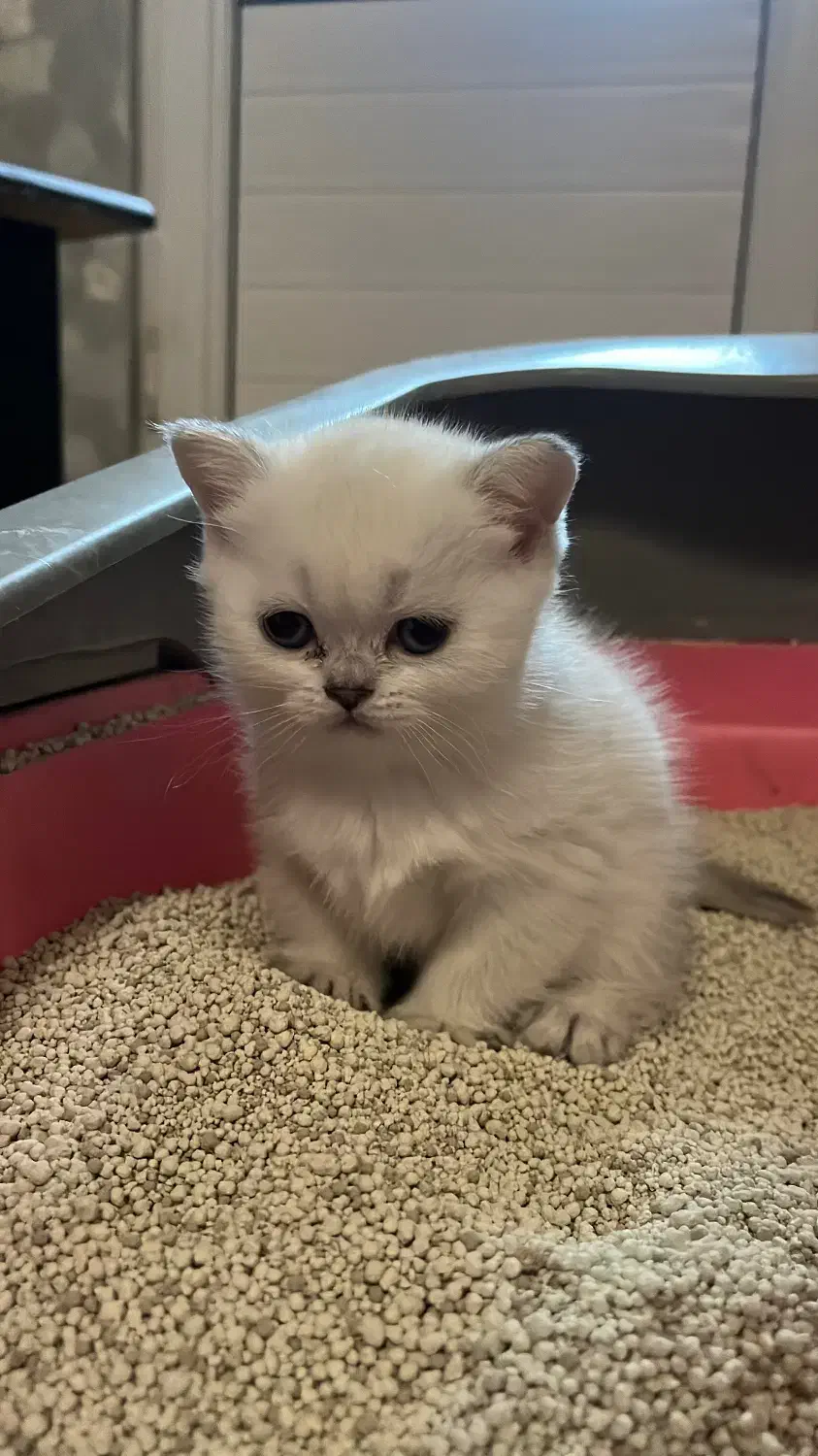 واگذاری بچه گربه|گربه|قزوین, |دیوار