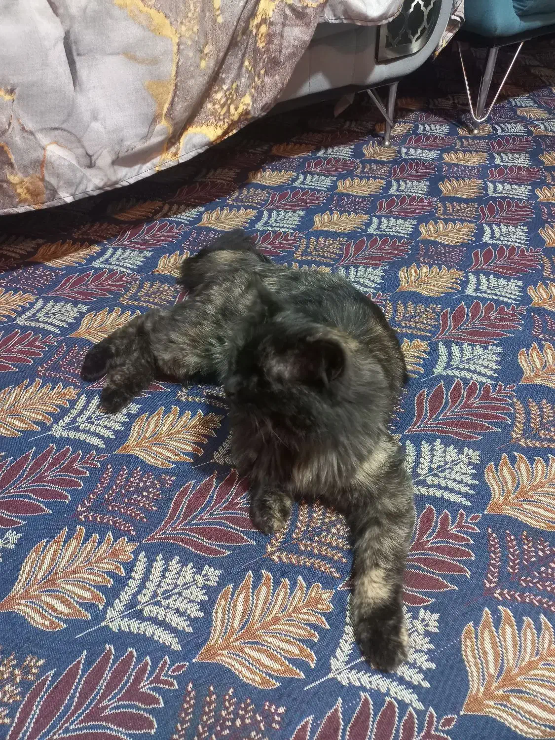 گربه پرشین|گربه|مشهد, خواجه ربیع|دیوار