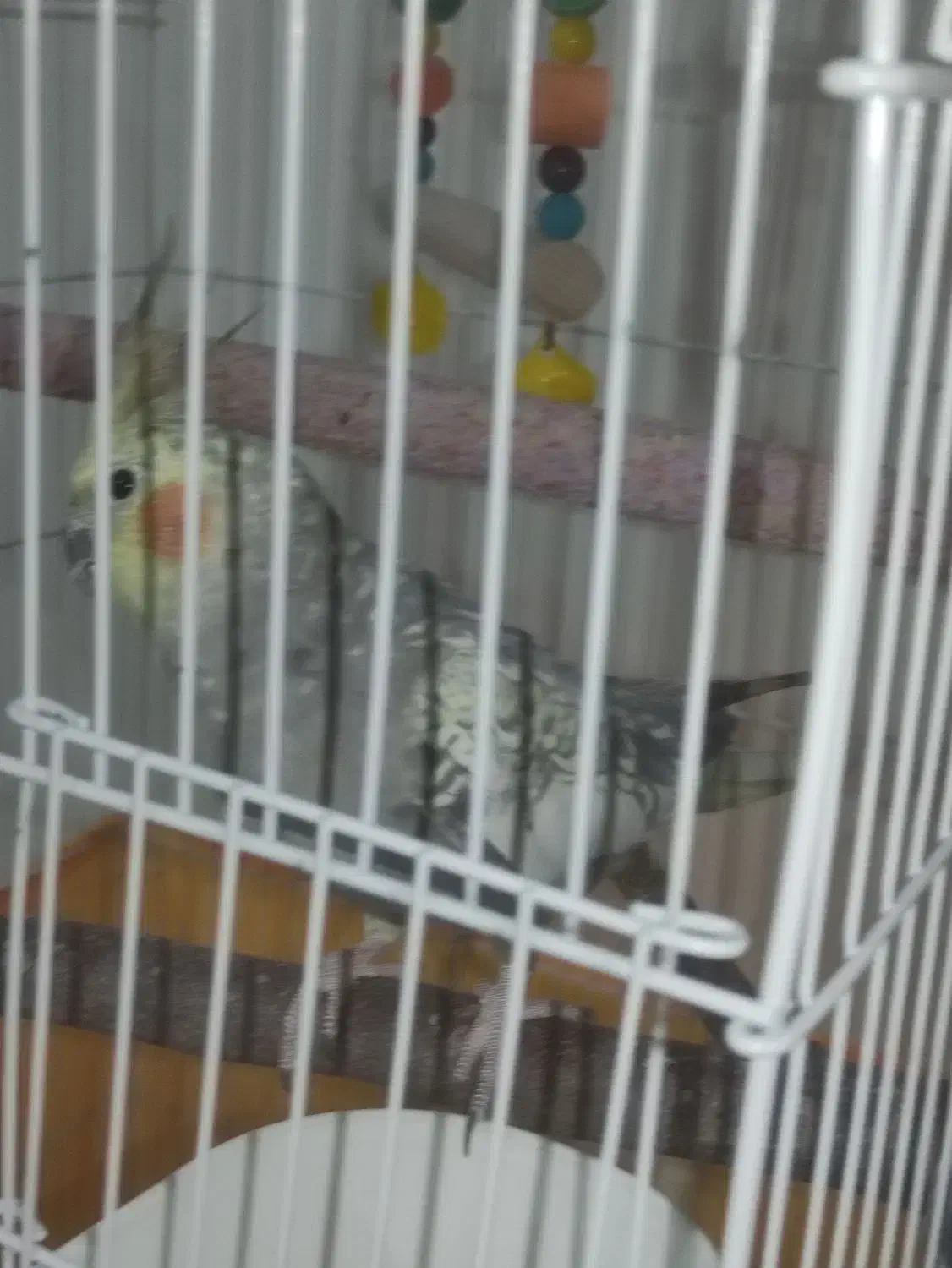 عروس هلندی نر سخنگو.به همراه قفس و اسباب بازی|پرنده|فردوسیه, |دیوار