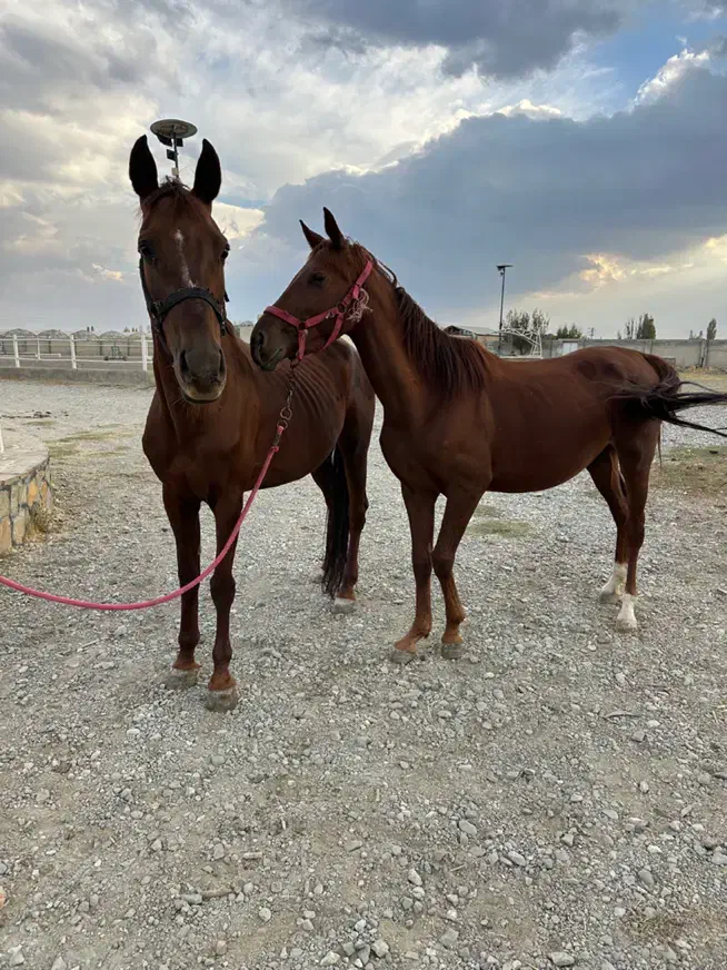 اسب ترکمن پرشی|اسب و تجهیزات اسبسواری|ارومیه, |دیوار