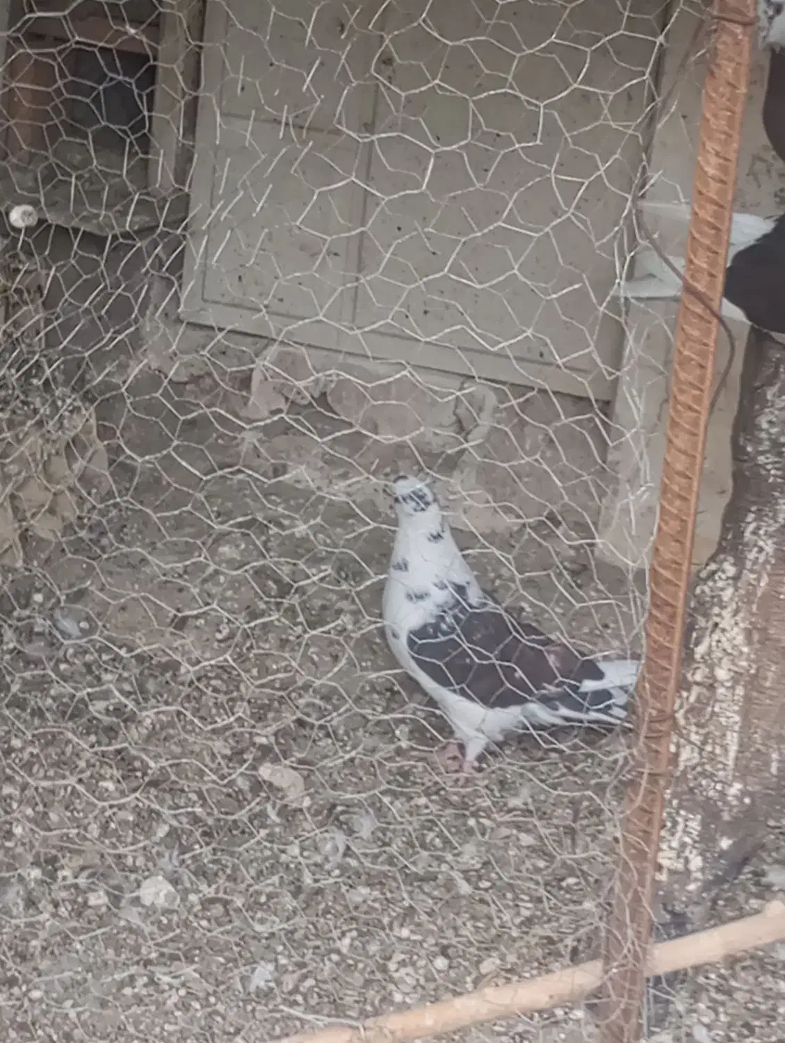 کبوتر|پرنده|بافت, |دیوار