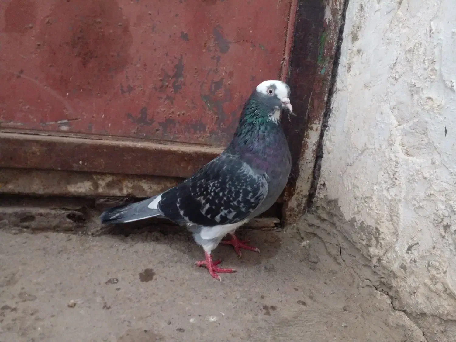 کبوتر|پرنده|رشت, یخسازی|دیوار