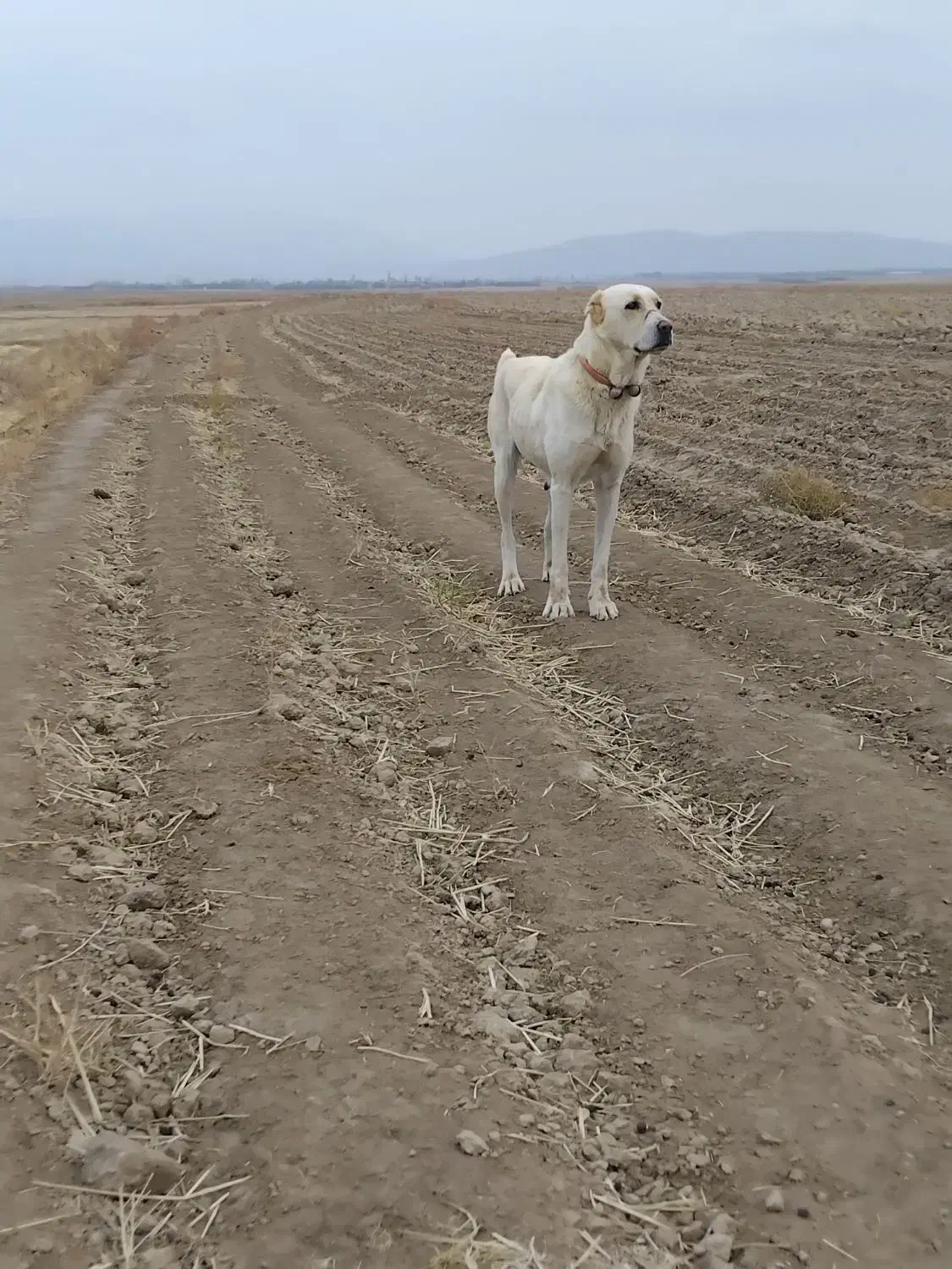 سگ ماده|سگ|اسفراین, |دیوار