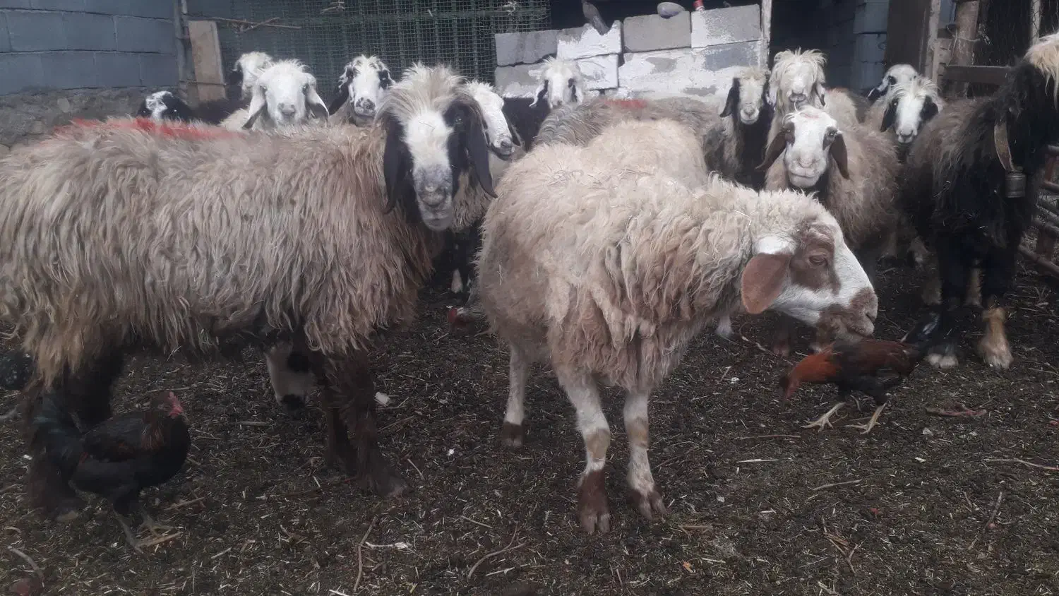 میش ابسن فروشی|حیوانات مزرعه|شهرضا, |دیوار