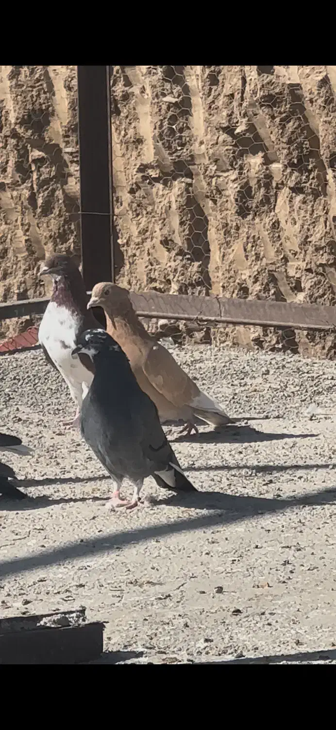 کفتر دونسته و پرشی کفتر تیرماه|پرنده|تهران, آهنگ|دیوار