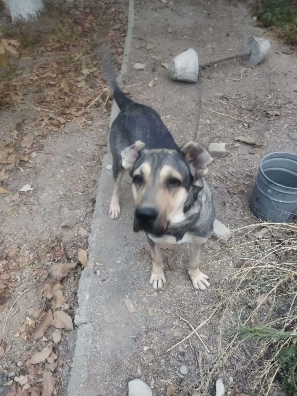 سگ سرابی در خون اصل نگهبان مطمعن|سگ|مشکیندشت, |دیوار