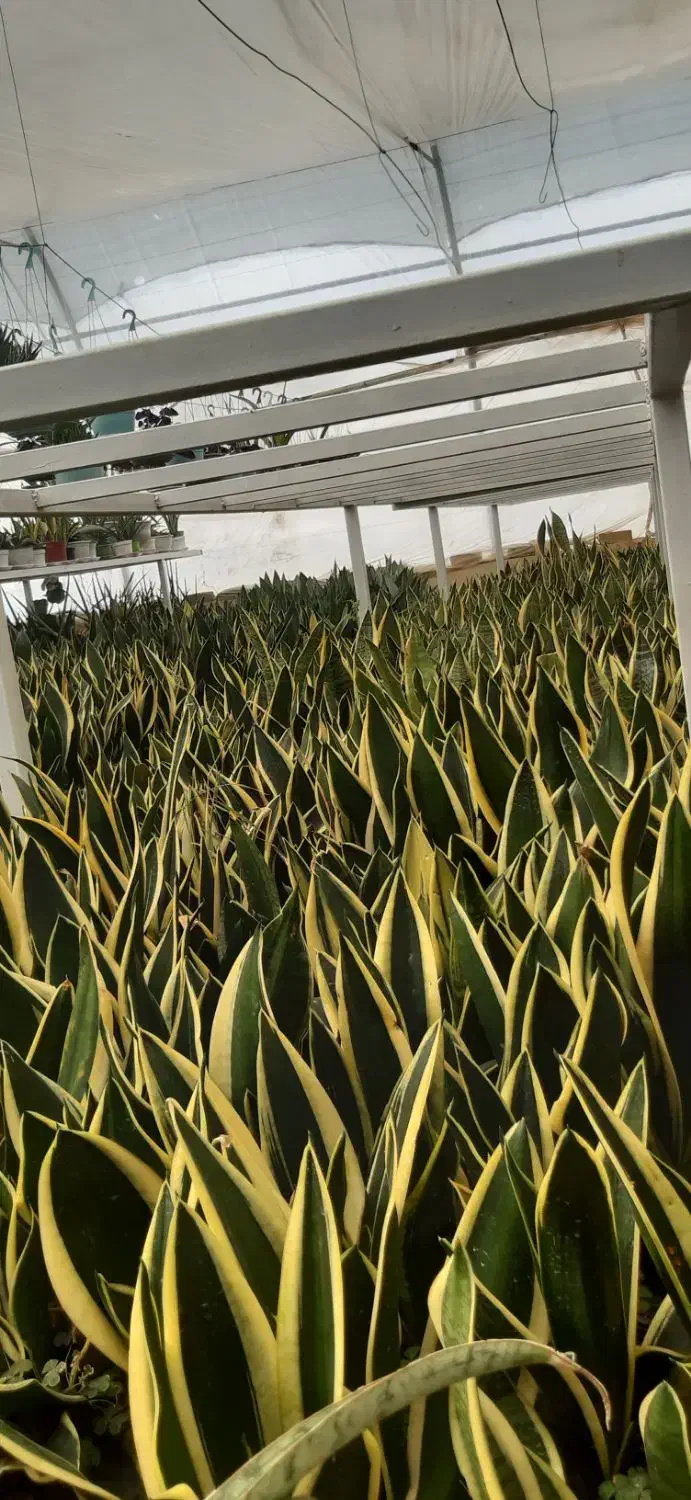 گل به قیمت عمده توضیحات حتما بخونید|گل و گیاه طبیعی|قم, انصارالحسین|دیوار