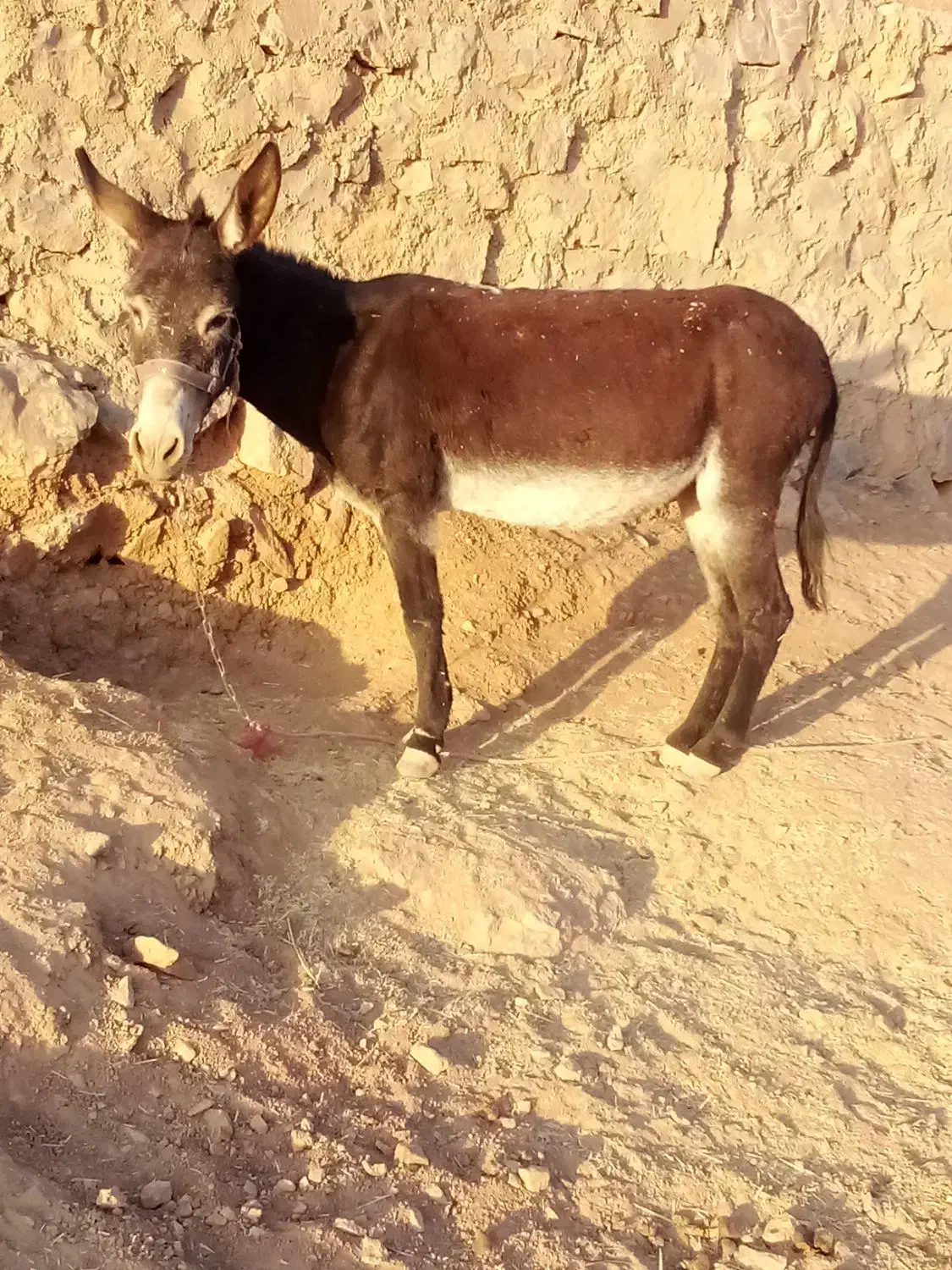 خر ماده|حیوانات مزرعه|الشتر, |دیوار