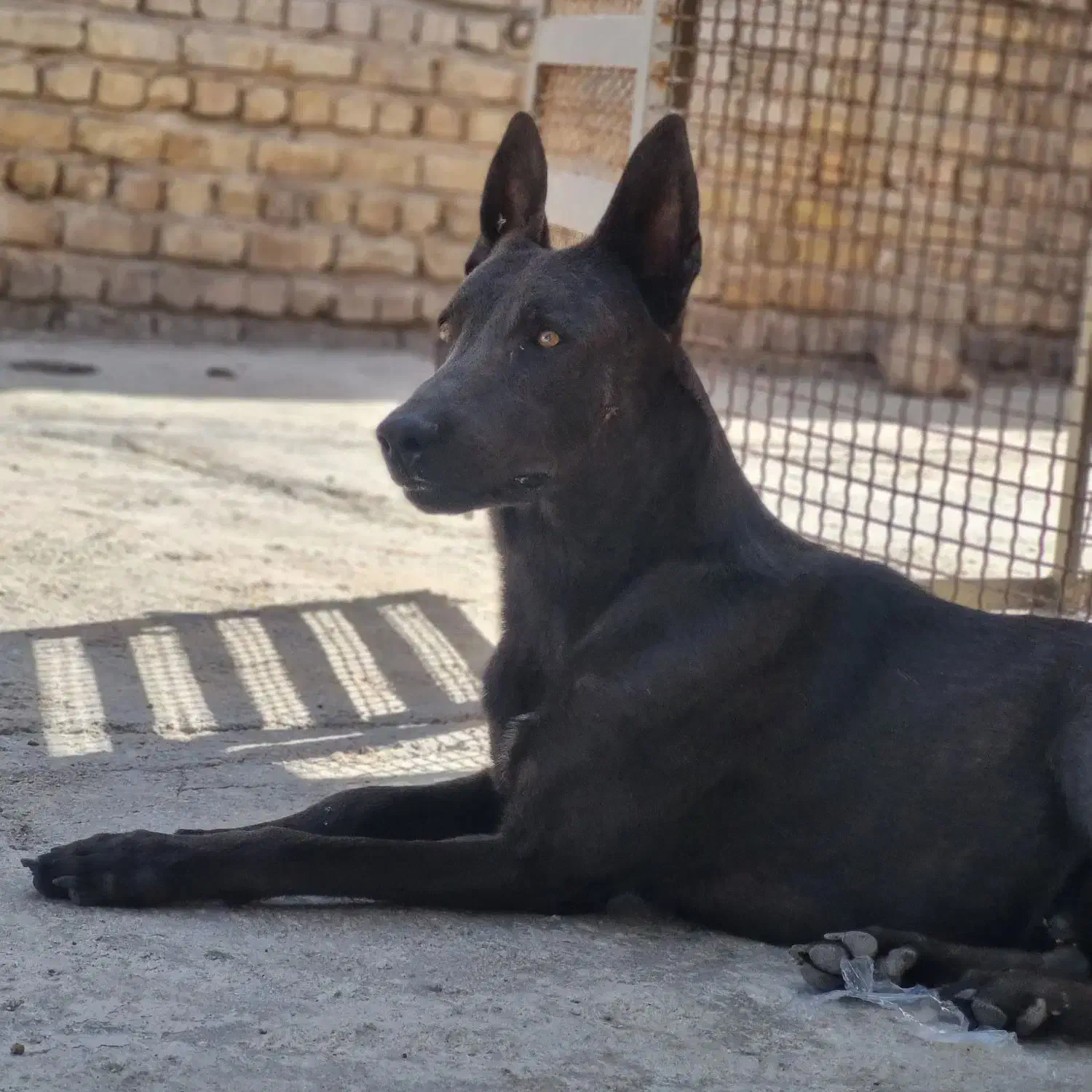 سگ مالینویز وداچ توله ۳ ماه واگذاری|سگ|تهران, امین حضور|دیوار