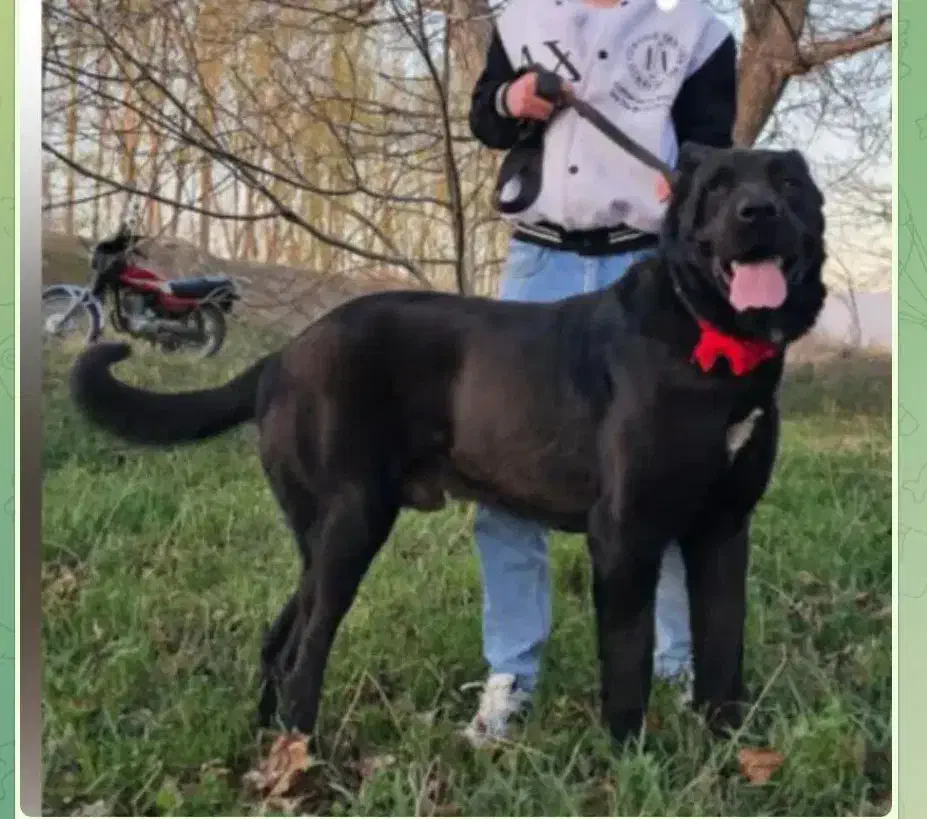 فروش حیوان|سگ|مرند, |دیوار