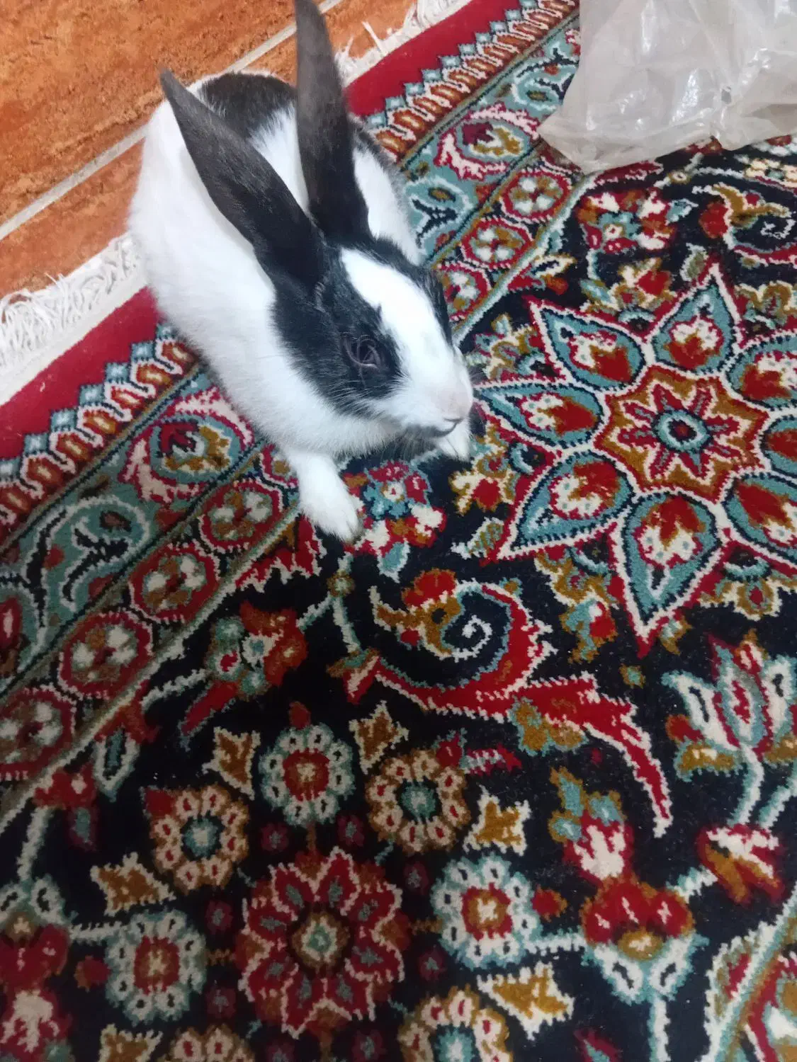 بچه خرگوش|موش و خرگوش|بروجرد, |دیوار