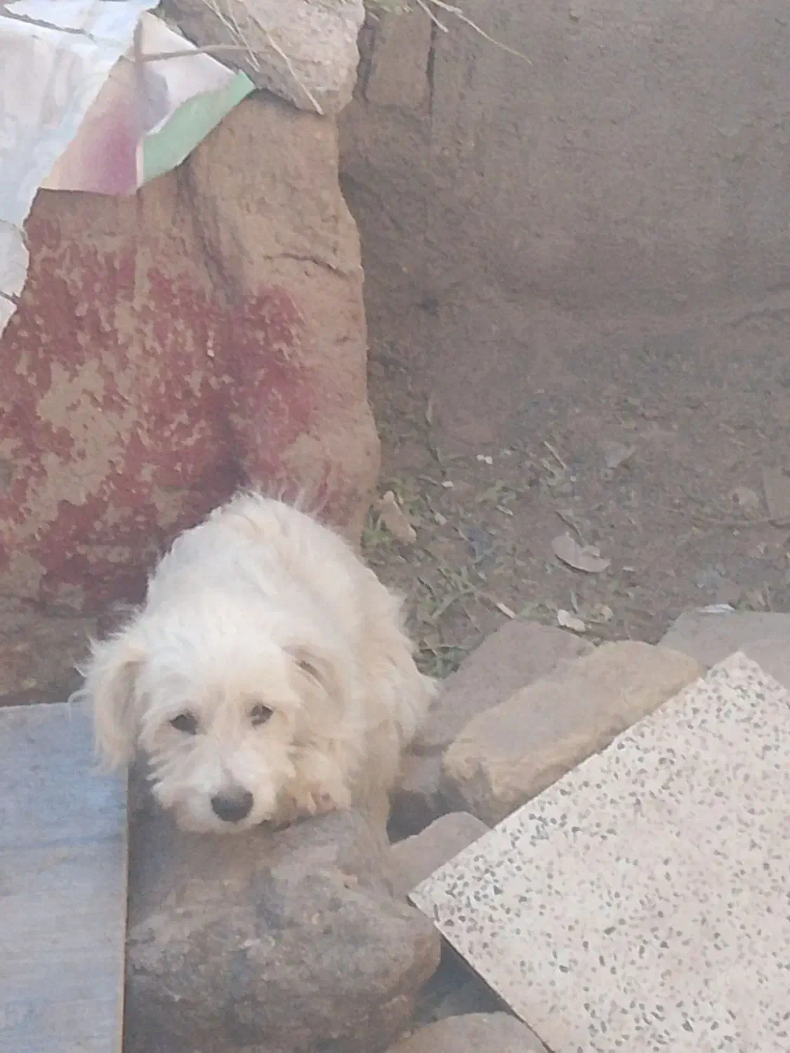 سگ پاکوتا نر سفید|سگ|نرماشیر, |دیوار