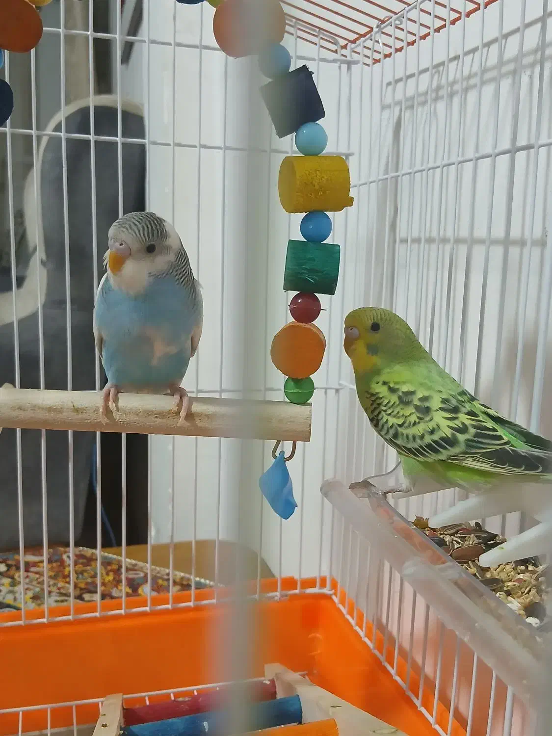 مرغ عشق|پرنده|محمدیه-قزوین, |دیوار