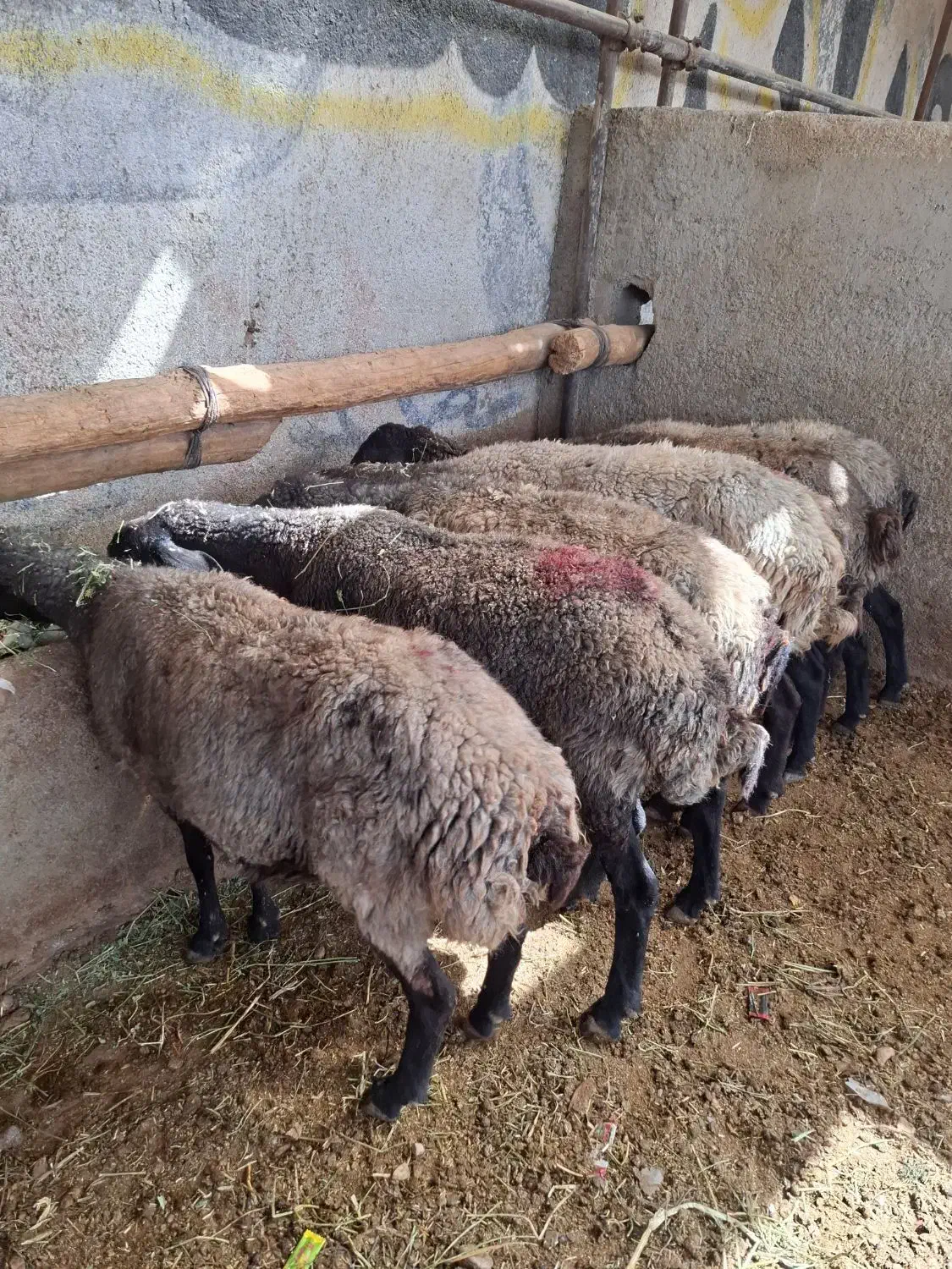 میش بره بزغاله|حیوانات مزرعه|پاکدشت, پاکدشت (مامازند)|دیوار