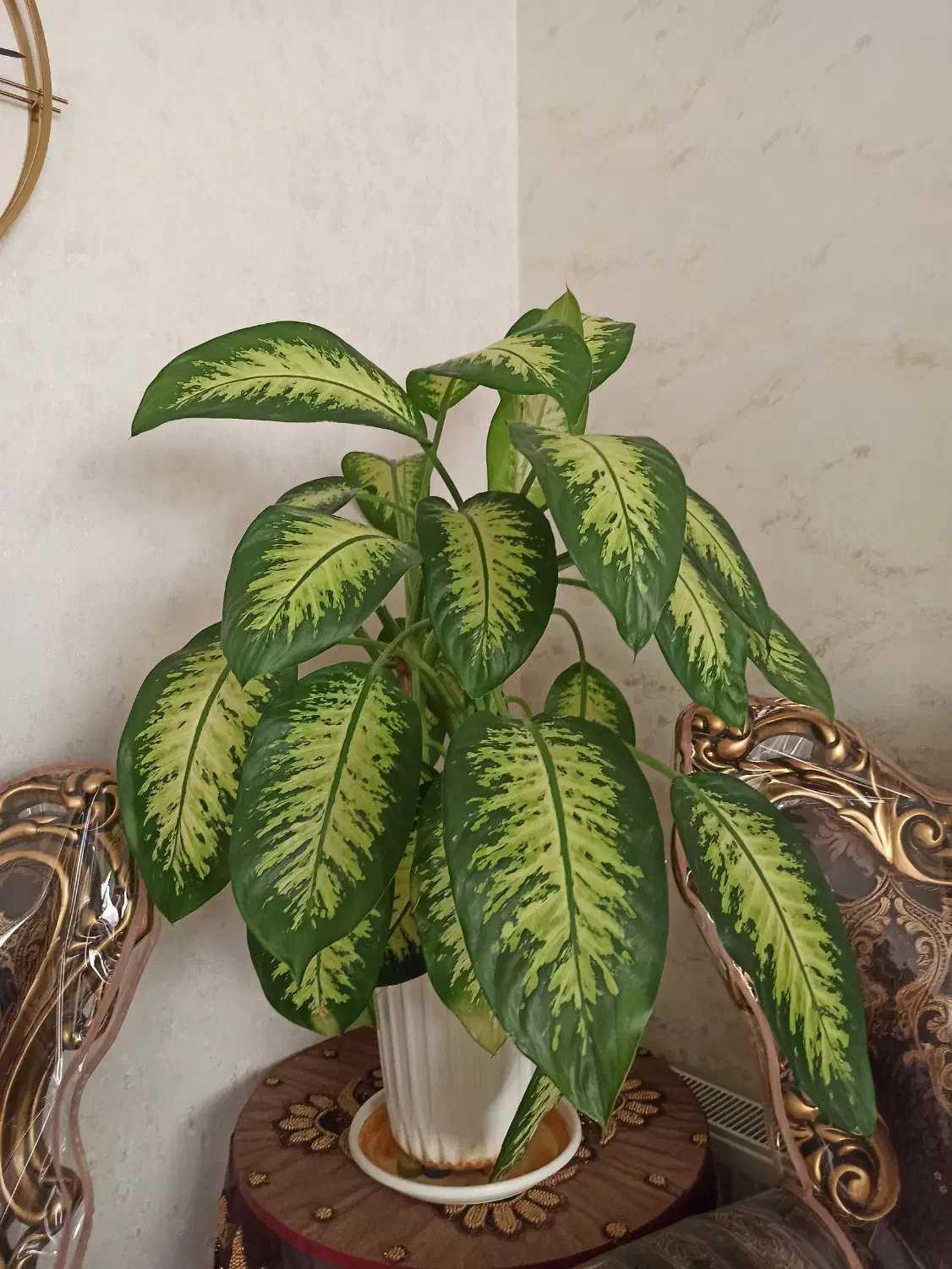 گل دیفن|گل و گیاه طبیعی|اصفهان, برلیان|دیوار