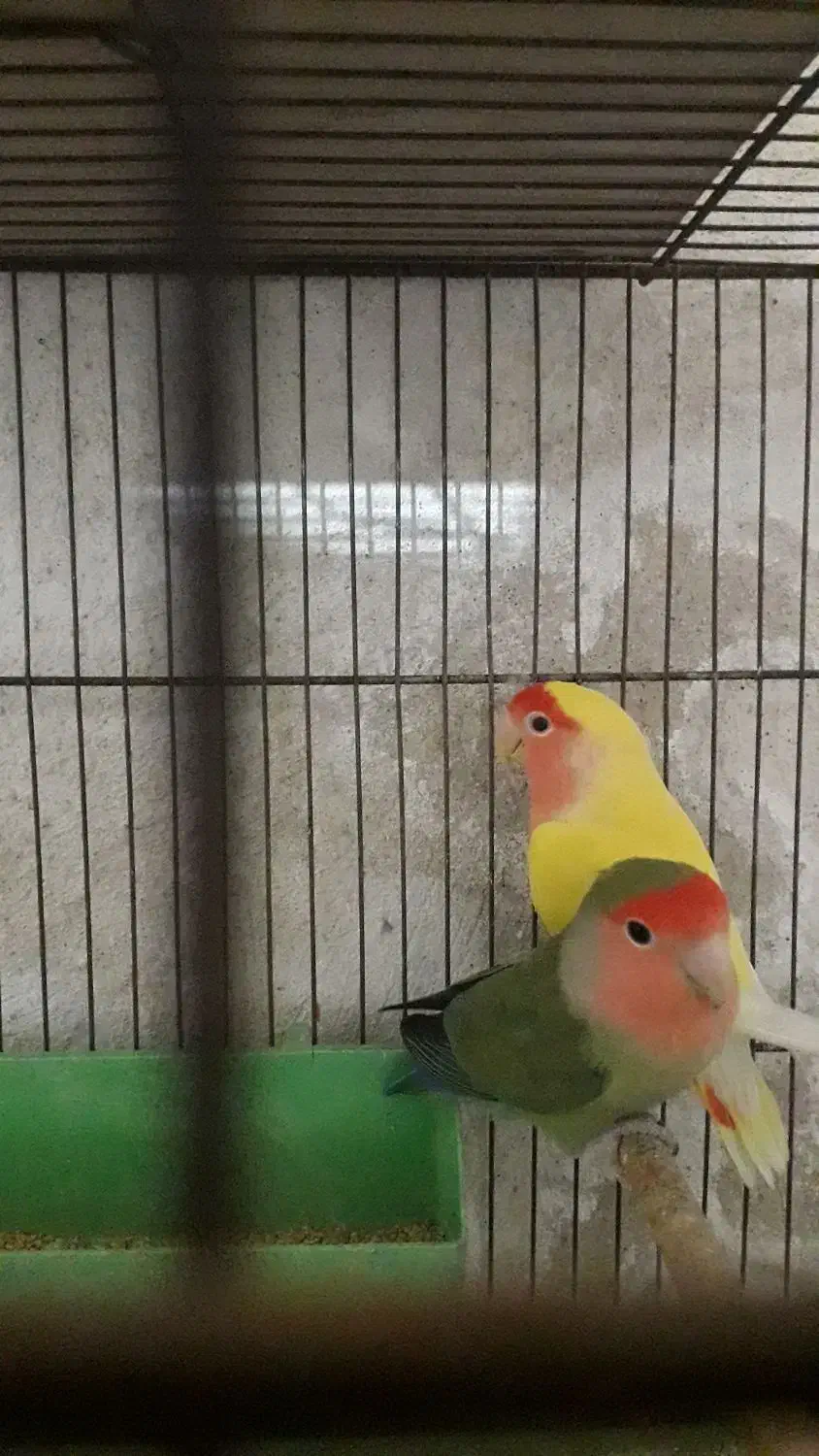 کوتوله جفت|پرنده|قم, هفت تیر|دیوار