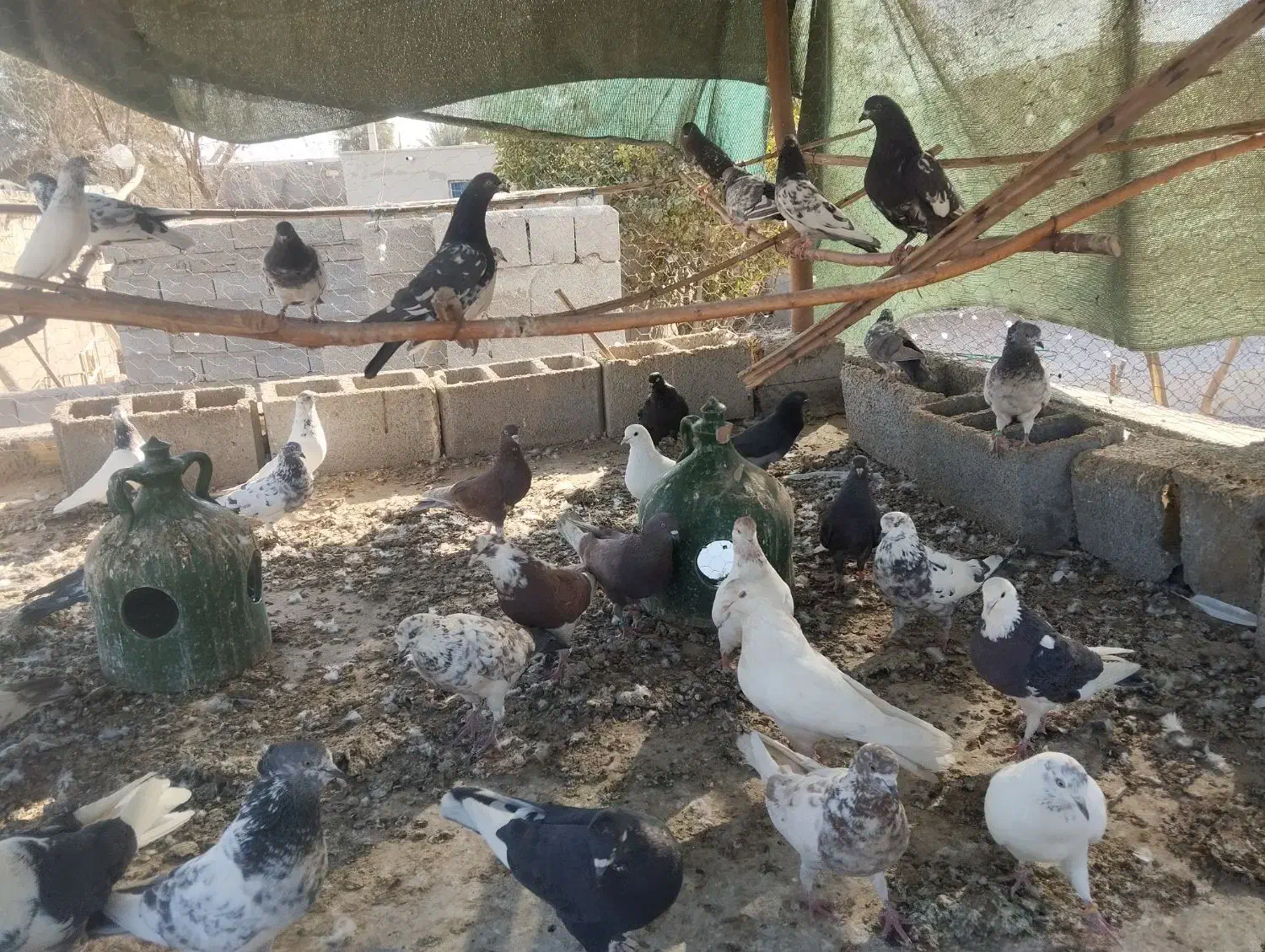 کفتر|پرنده|تخت, |دیوار