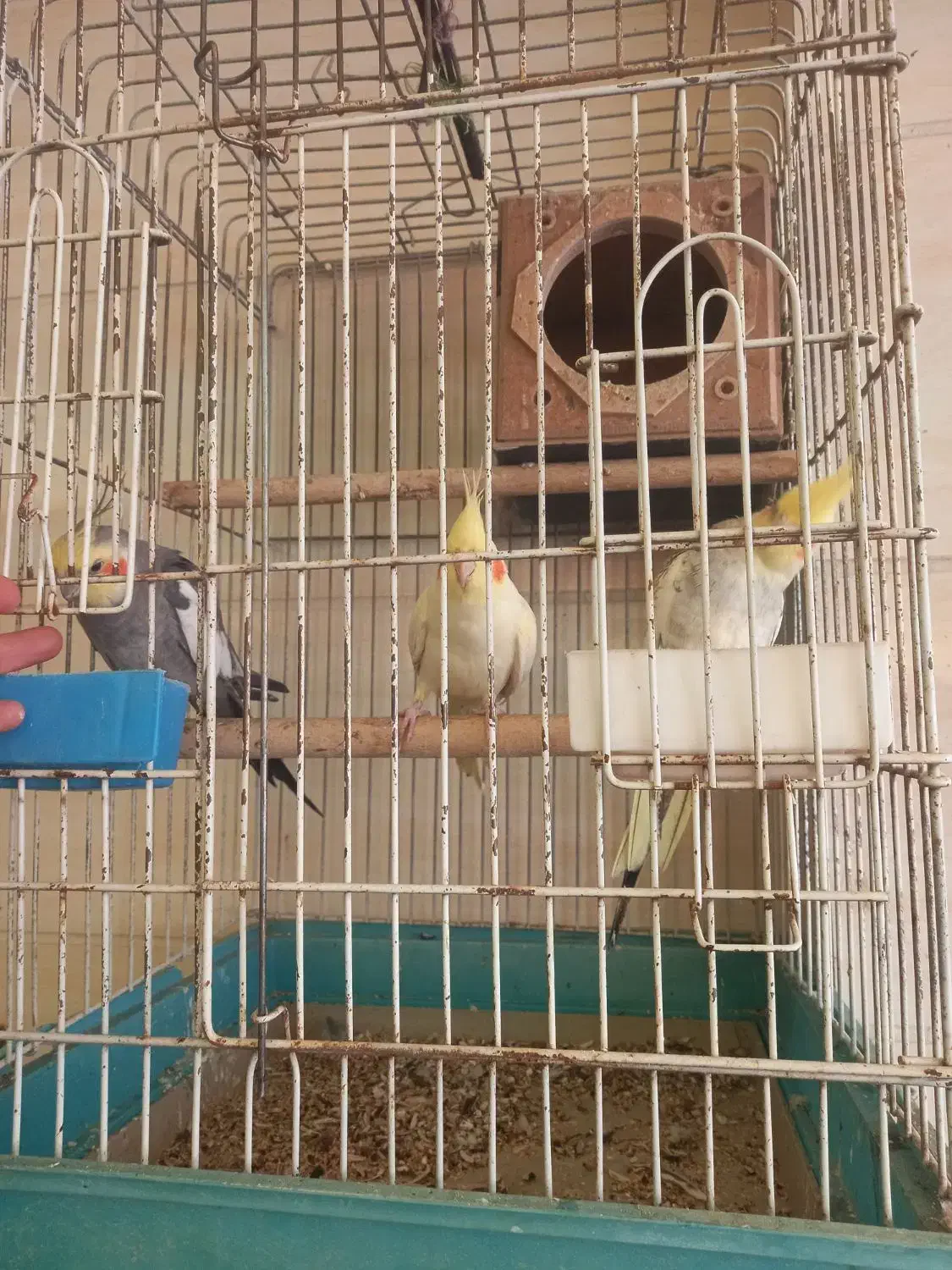 طوطی عروس سخنگو|پرنده|الوند, |دیوار