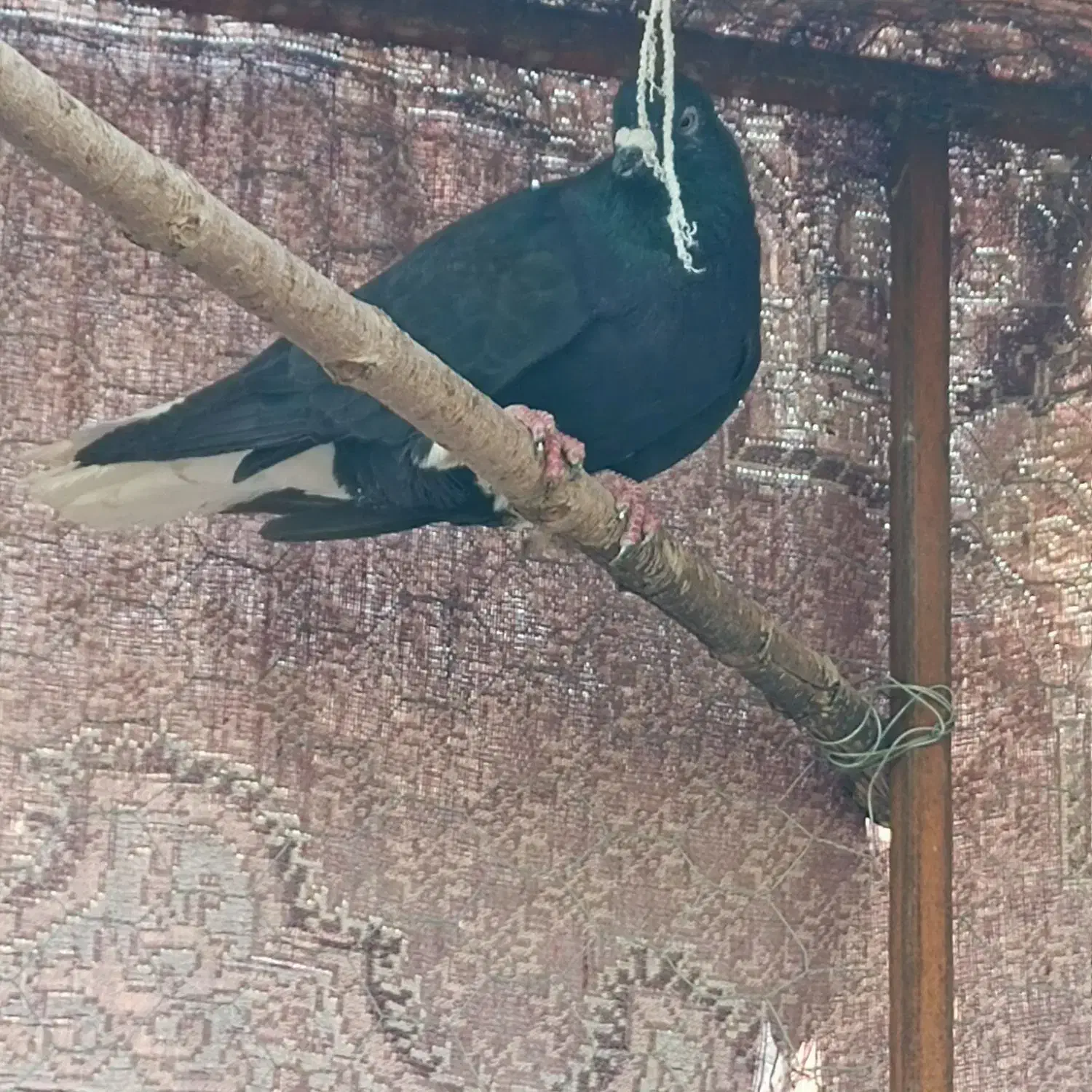 زاغ دم سفید نر|پرنده|سبزوار, توحیدشهر|دیوار