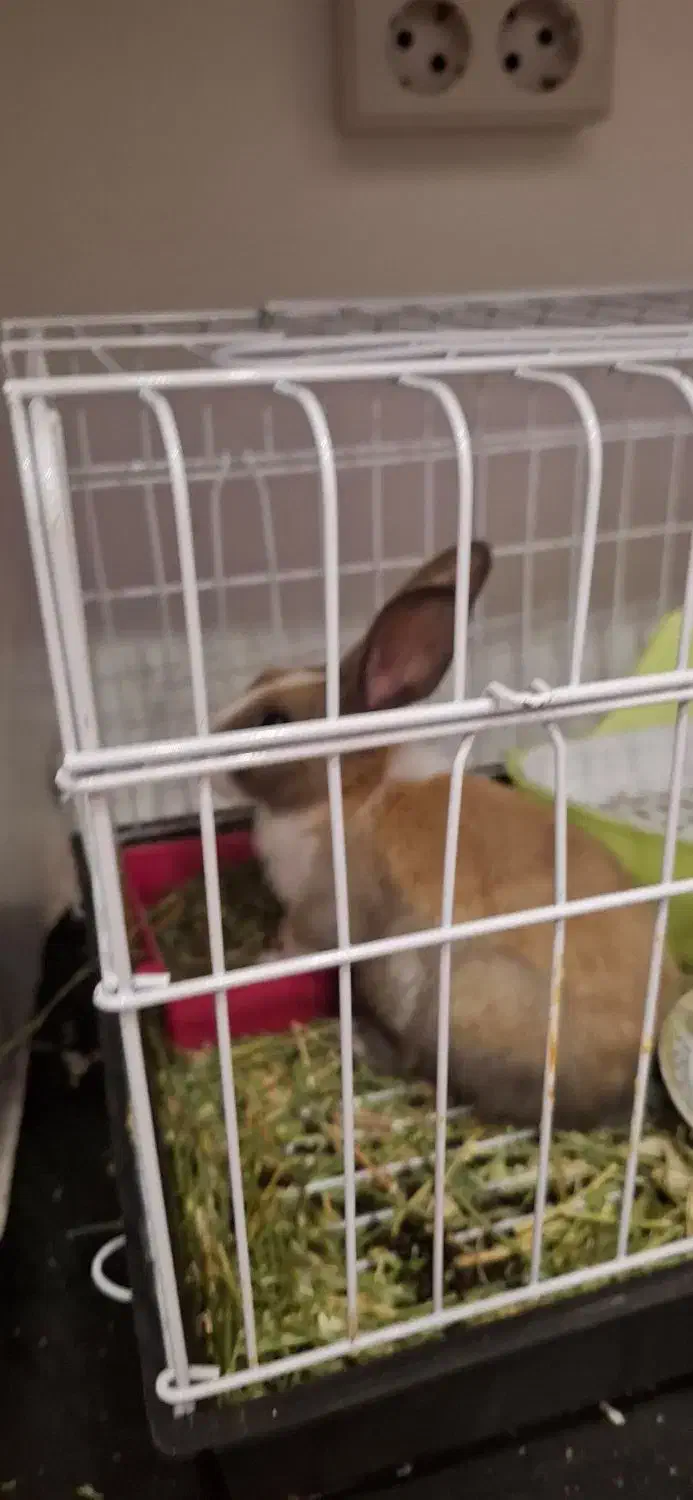 خرگوش|موش و خرگوش|پردیس, فاز ۸|دیوار