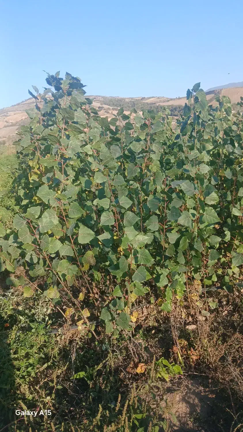 نهال صنوبر ترک و تبریزی یکساله و دوساله|خدمات باغبانی و درختکاری|مینودشت, |دیوار