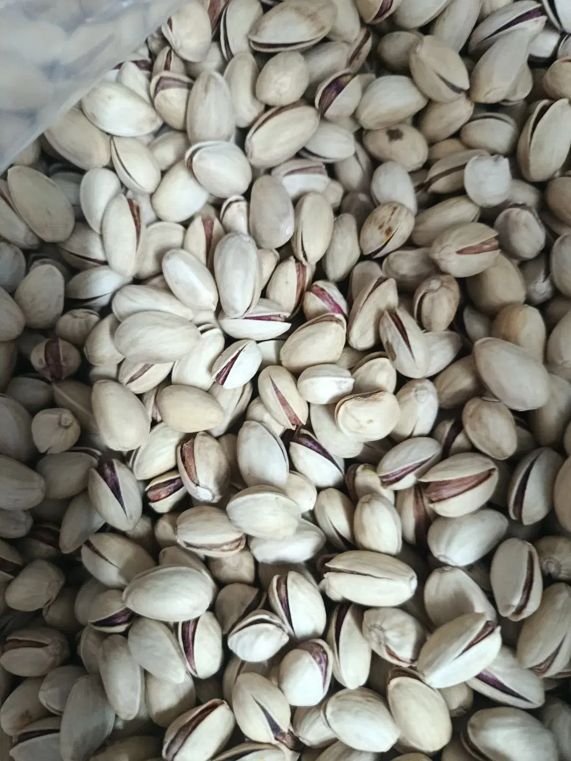 پسته شمارا به بالاترین قیمت خریداریم|خدمات باغبانی و درختکاری|تربت جام, یحیی آباد|دیوار