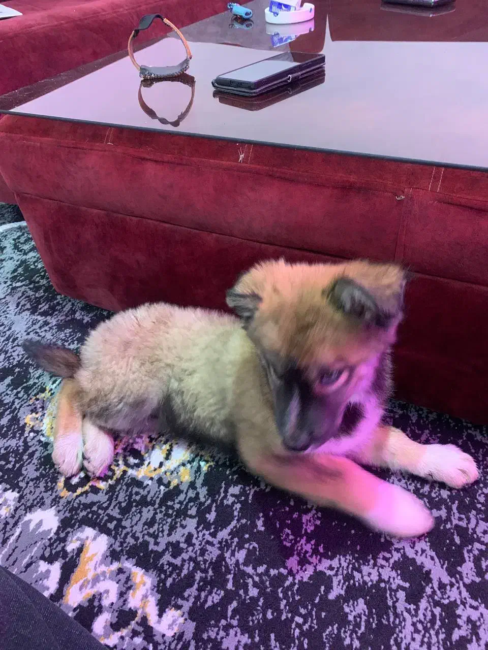 واگزاری|سگ|کرج, حسن آباد|دیوار