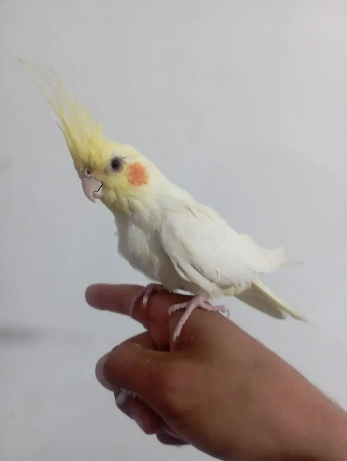 عروس هلندی|پرنده|اردبیل, |دیوار