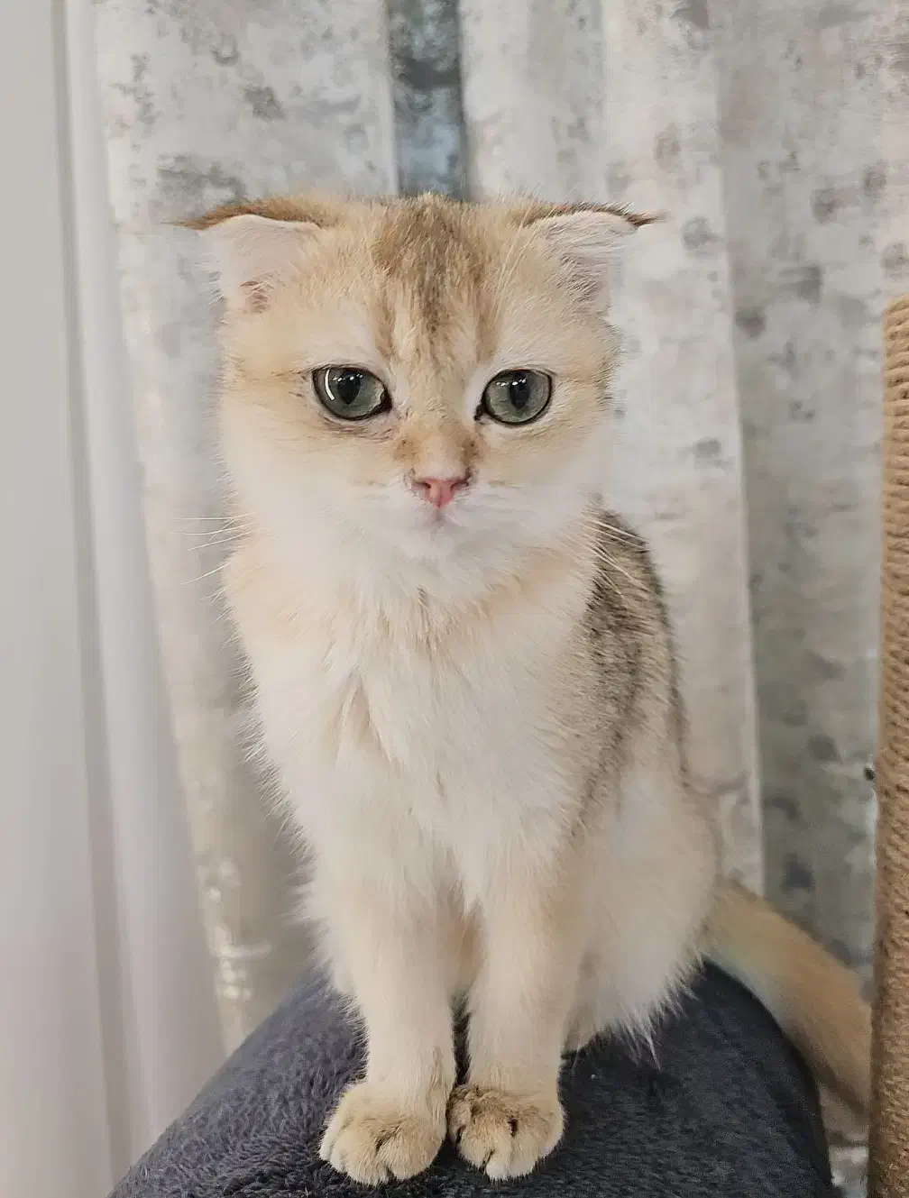 گربه اسکاتیش گلد ny12|گربه|مشهد, جاهد شهر|دیوار