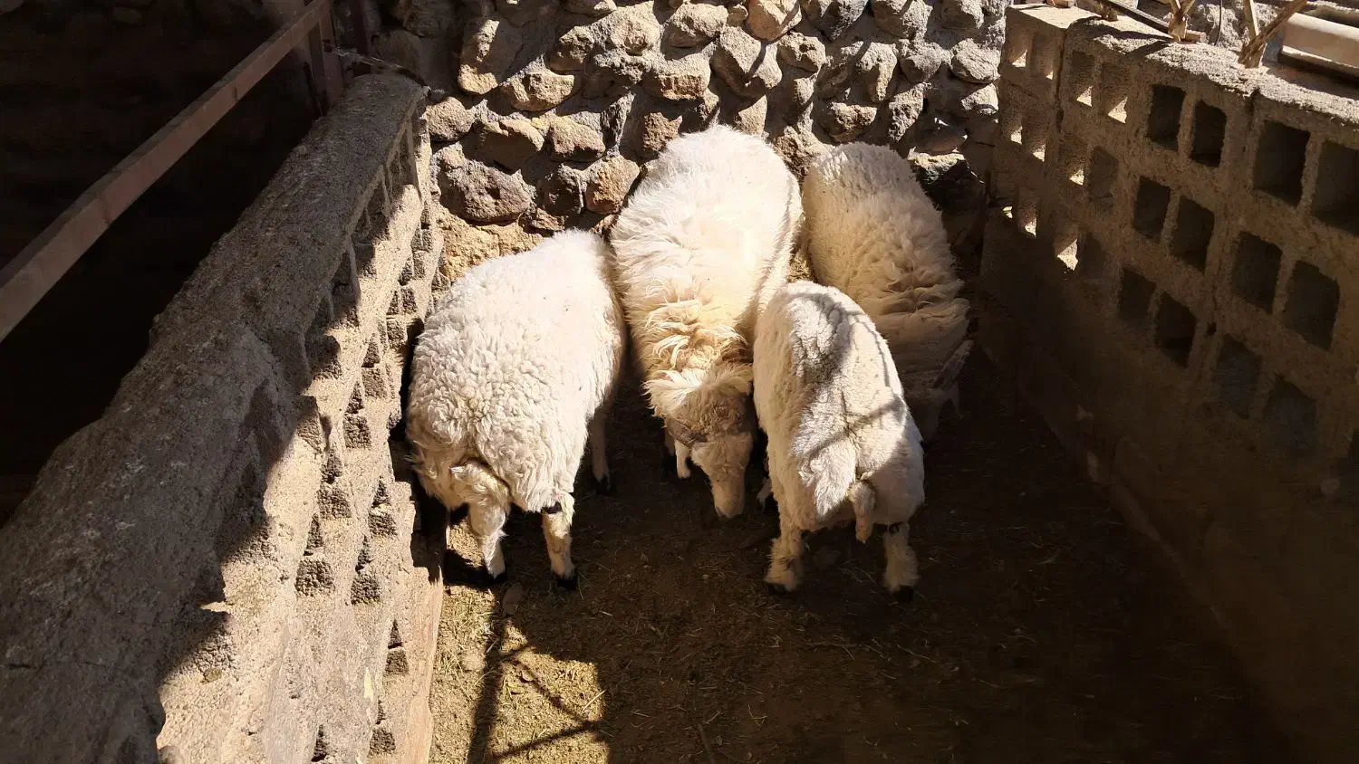 بره نر گوشتی از ۳۰ کیلو به بالا|حیوانات مزرعه|شهر بابک, |دیوار