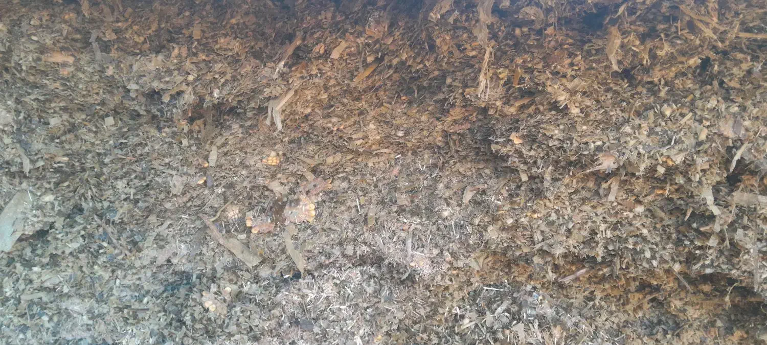 ذرت علوفه،دامی|لوازم جانبی حیوانات|نوشین شهر, |دیوار