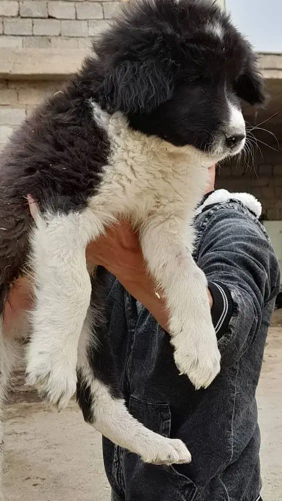 واگذاری توله نرولاس قدرجونی|سگ|نجفآباد, امام خمینی|دیوار