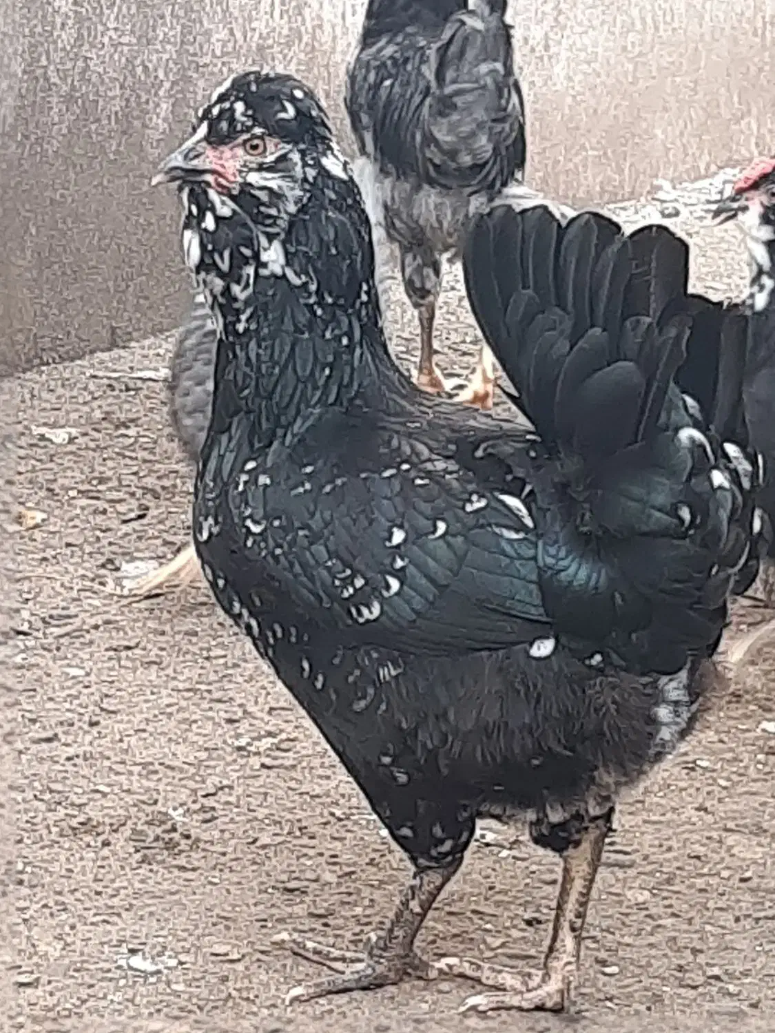 جوجه گلین لری اصیل و تخم گلین لری|حیوانات مزرعه|بندر انزلی, متروپل|دیوار