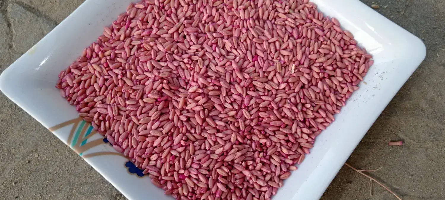 گندم بذری|خدمات باغبانی و درختکاری|دهگلان, |دیوار