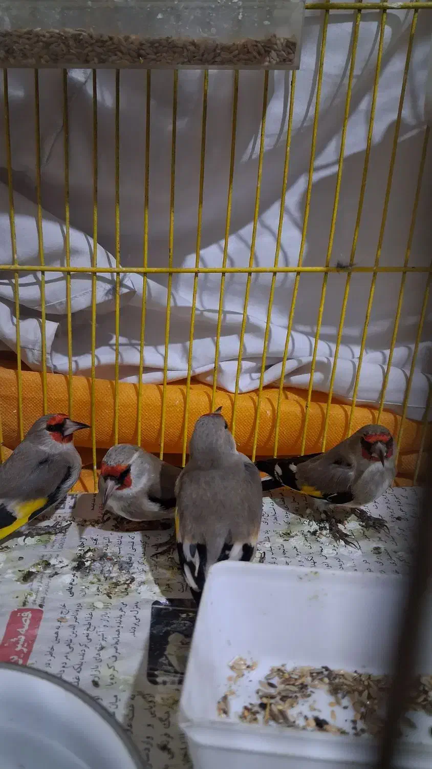 سهره نر قلدر پر گل|پرنده|مشهد, میان ولایت|دیوار