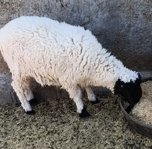 میش دوقلوزاه|حیوانات مزرعه|زاهدان, |دیوار