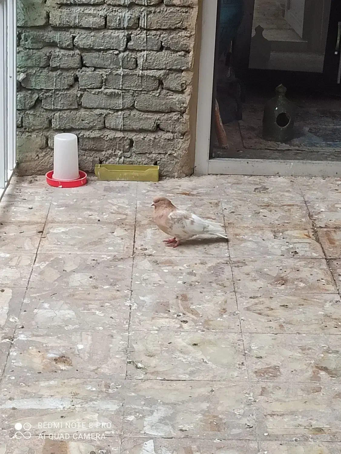 ابلاغ پرشی ماده|پرنده|میاندوآب, |دیوار