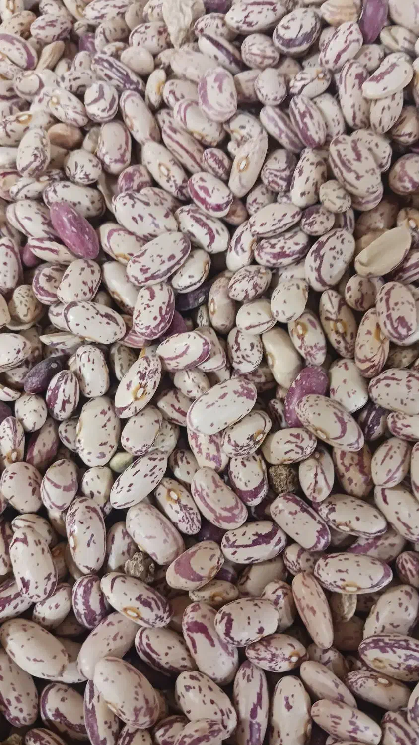 لوبیا چیتی درجه ۱|عمدهفروشی|تهران, آذربایجان|دیوار