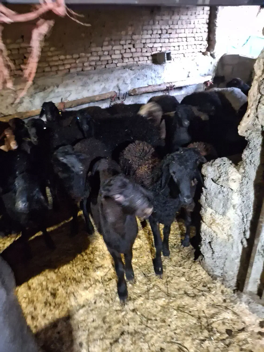 گوسفند قره قزل بره نر|حیوانات مزرعه|اسدآباد, |دیوار