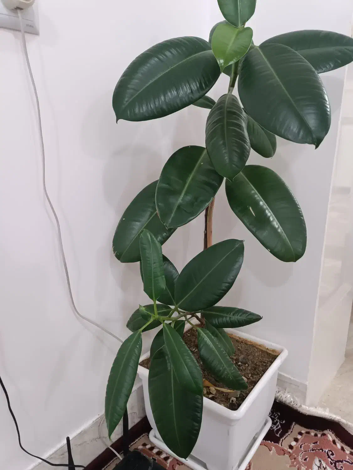 یک گل|گل و گیاه طبیعی|سقز, |دیوار