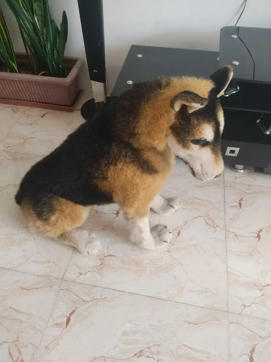 سگ زیبا شکاری|سگ|گلبهار, شهر جدید گلبهار|دیوار