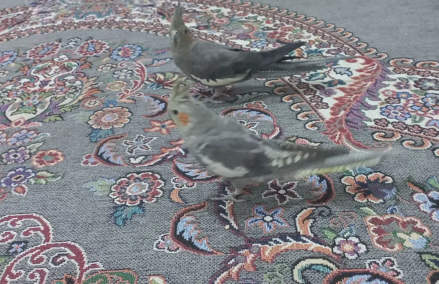 عروس هلندی|پرنده|شوش, |دیوار