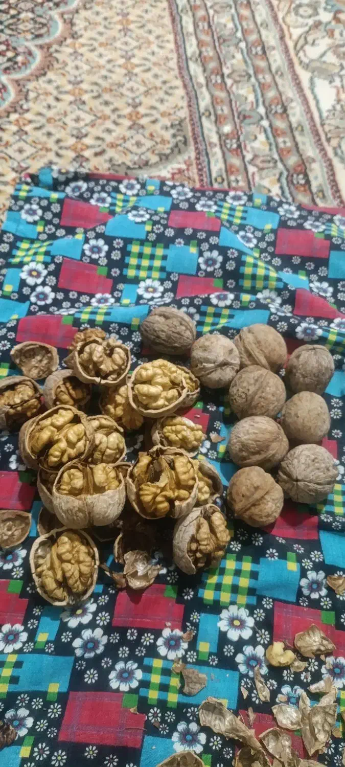 گردوی محلی مراغه و ملکان|خوردنی و آشامیدنی|میانه, |دیوار