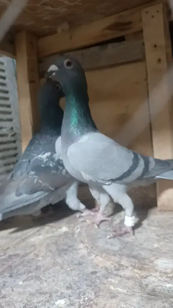 کبوتر درجه یک|پرنده|تربت جام, فاز ۲ فرهنگیان|دیوار